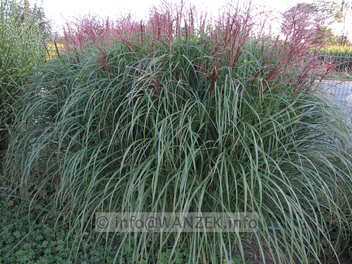 Miscanthus sinensis Malepartus 01.JPG